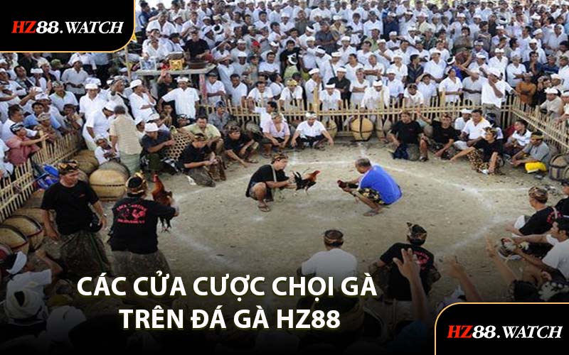 Các Cửa Cược Chọi Gà Trên Đá Gà HZ88