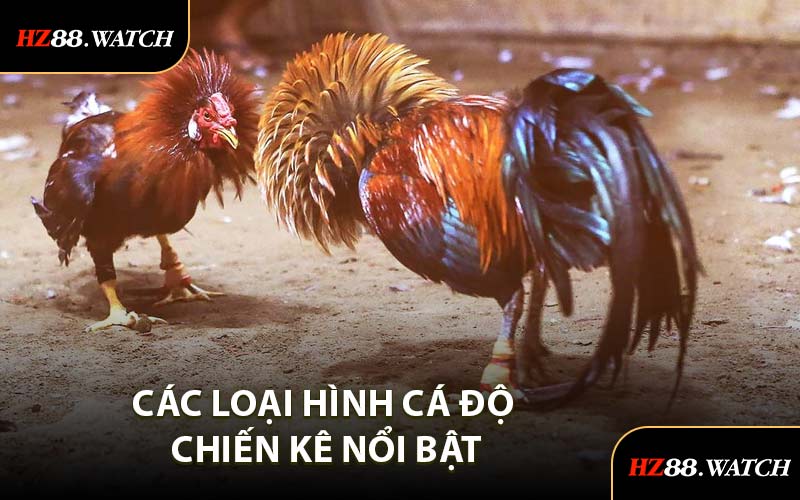 Các Loại Hình Cá Độ Chiến Kê Nổi Bật