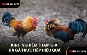 Kinh Nghiệm Tham Gia Đá Gà Trực Tiếp Hiệu Quả