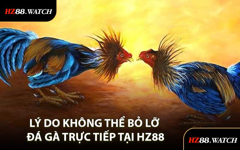 Lý Do Không Thể Bỏ Lỡ Đá Gà Trực Tiếp Tại HZ88