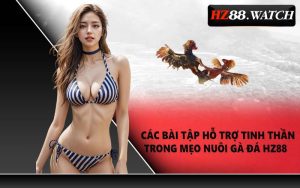 Các Bài Tập Hỗ Trợ Tinh Thần Trong Mẹo Nuôi Gà Đá HZ88